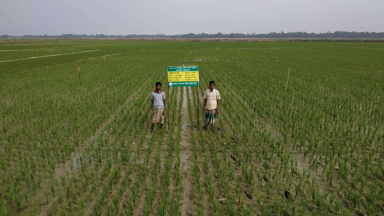 লোগো পদ্ধতিতে ধান চাষ