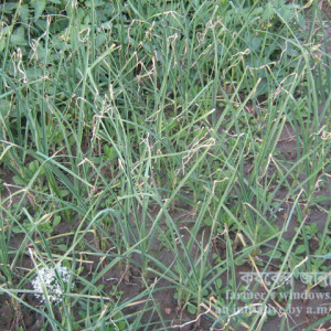 রসুনের আগা মরা রোগ