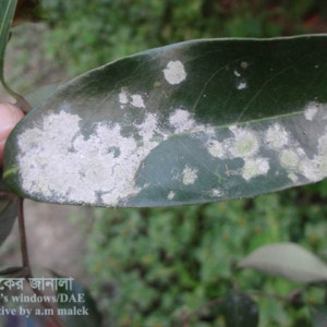 লিচুর পাউডারি মিলডিউ রোগ