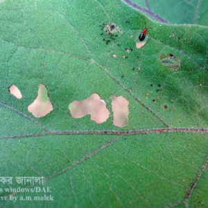 বেগুনের ফ্লি বিটল পোকা