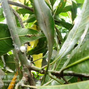 আমের স্কেল পোকা