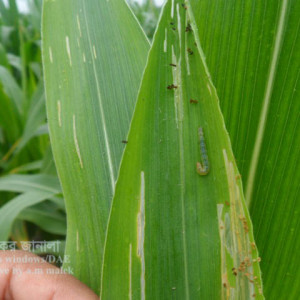 ভুট্টার পাতা মোড়ানো পোকা