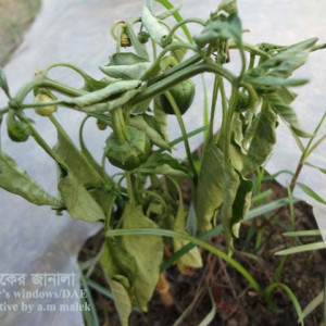 মিষ্টি মরিচের ব্যাকটেরিয়া জনিত নেতিয়ে পড়া রোগ