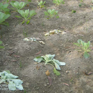 ফুলকপির কাটুই পোকা