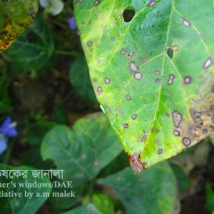 ফেলনের পাতার দাগ রোগ