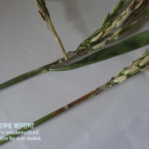 ধানের শিষ ব্লাস্ট রোগ